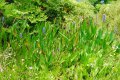 PONTEDERIA. 0.8-1m